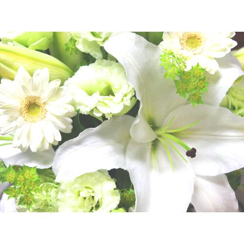 ���炩�Ȕ��������u�������A�������[�v�z���C�gR08ARW3