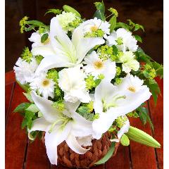 ���~�E�V�~�p�@���炩�Ȕ��������u�������A�������[�v�z���C�gR07ARW