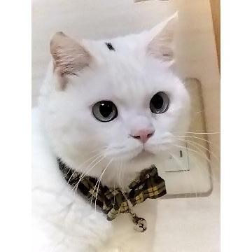 ���̑��摜
