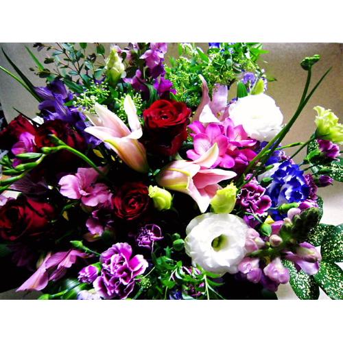�h�M�[�̂��U���v���X�@�t���O�����X�����G�}6