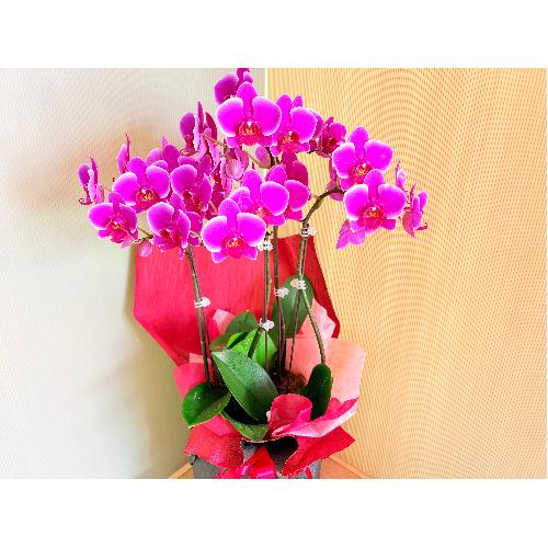 �~�j�Ӓ����x���x�b�g�n�R�{��������2