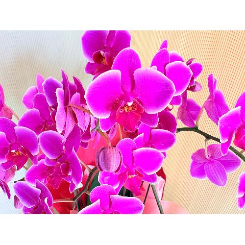 �~�j�Ӓ����x���x�b�g�n�R�{��������4