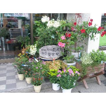 �X�܊O�ω摜