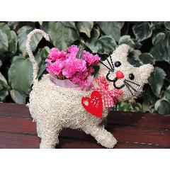 �q�L����� �J�[�l�s���N