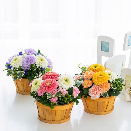 �y�b�g�����̃������A���t�����[�i�A�v���R�b�g�j6