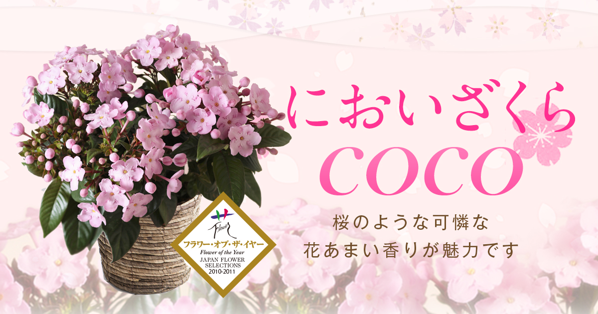 送料無料のお花