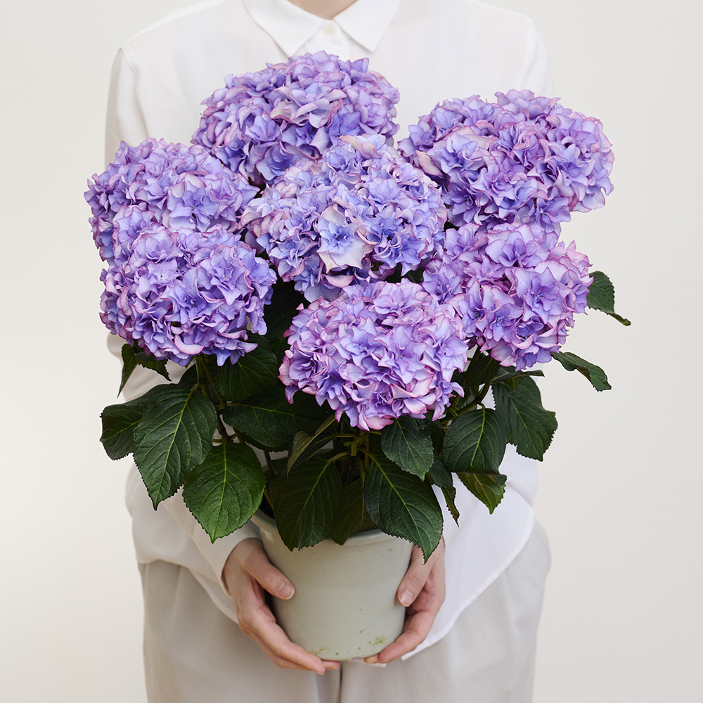 あじさい鉢植え