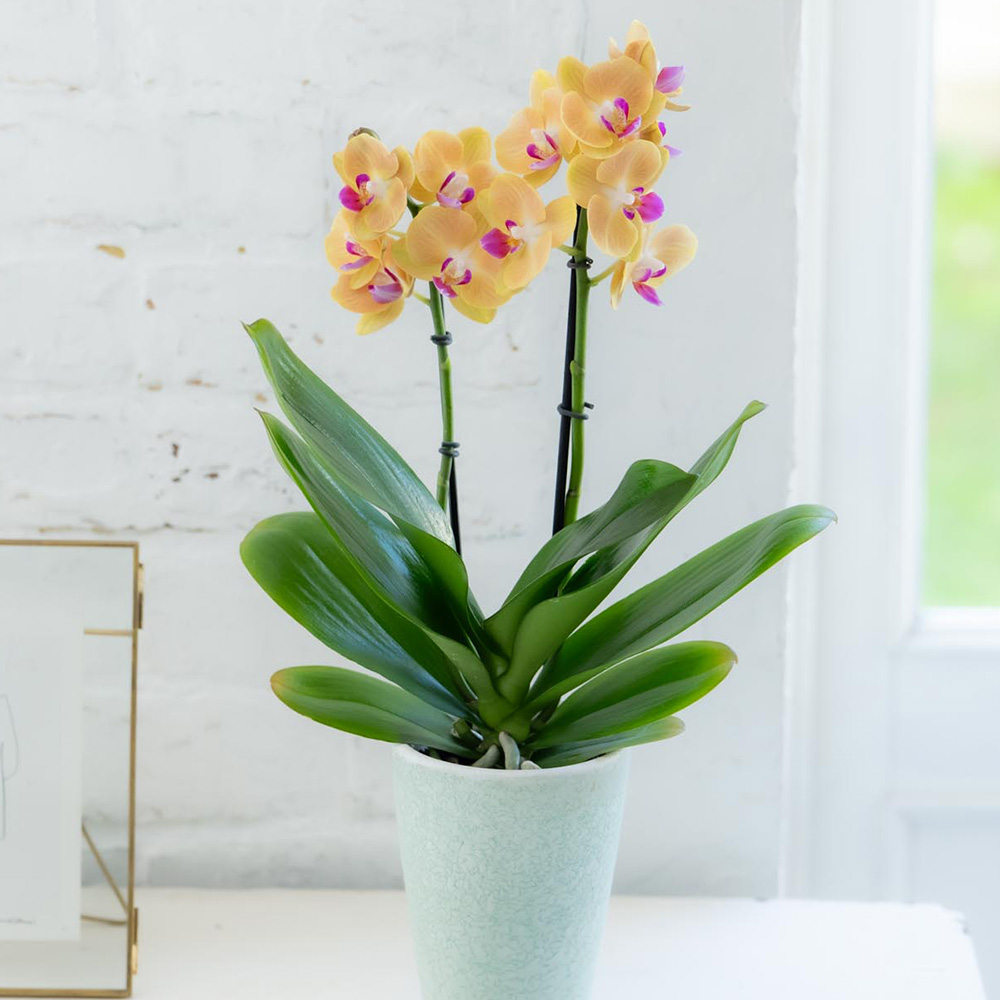 鉢植え