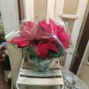 �t�H�g�M�������[�摜